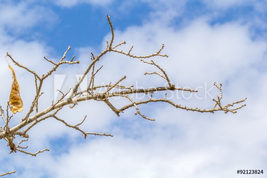 Picture of branche de bois noir sur fond de ciel nuageux 
